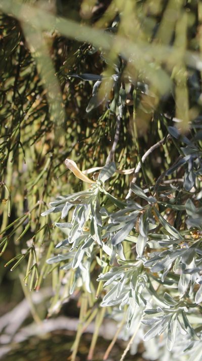 Hormathophylla saxigena, photographed by Bastien Alegot