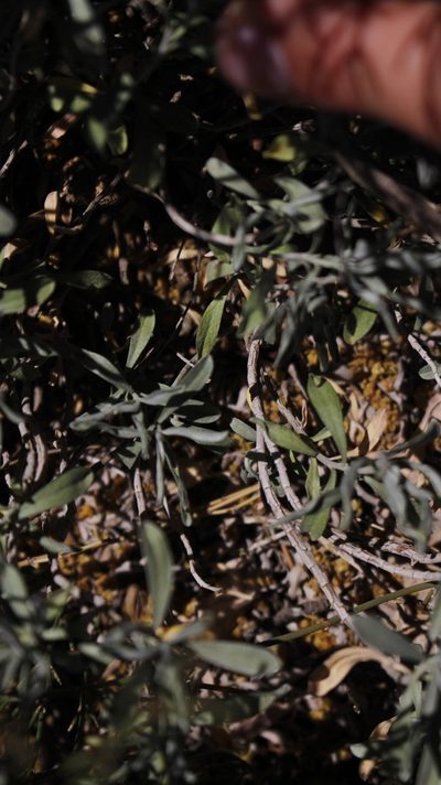 Hormathophylla saxigena, photographed by Bastien Alegot