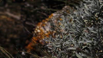 Hormathophylla saxigena, photographed by Bastien Alegot