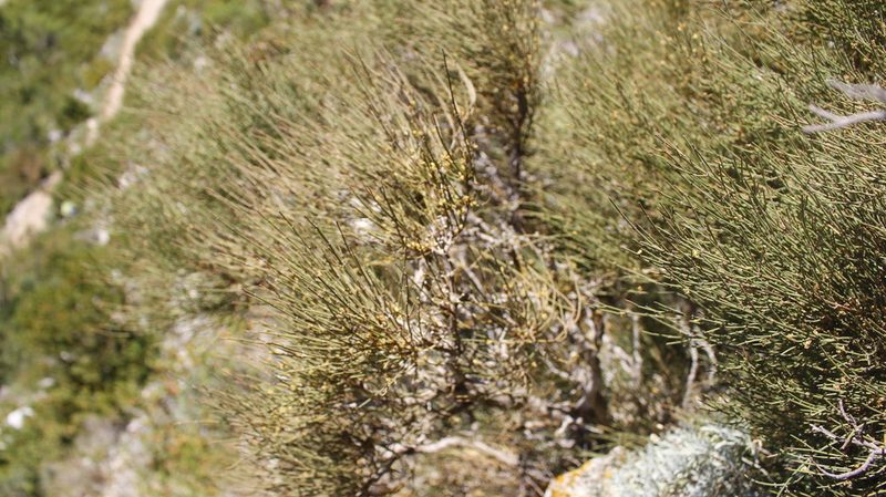 Ephedra nebrodensis, photographed by Bastien Alegot