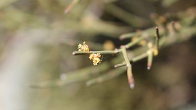 Ephedra nebrodensis, photographed by Bastien Alegot