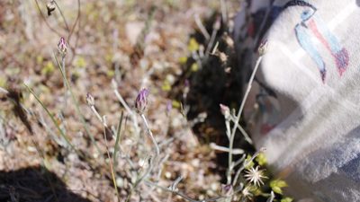Xeranthemum inapertum, photographed by Bastien Alegot