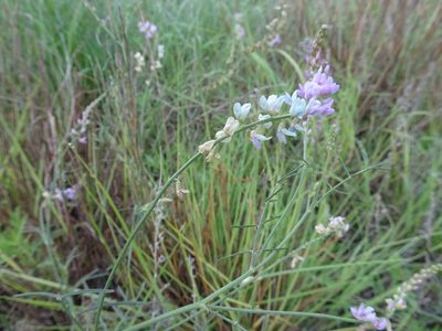 Astragalus gracilis, photographed by Thomas Koffel