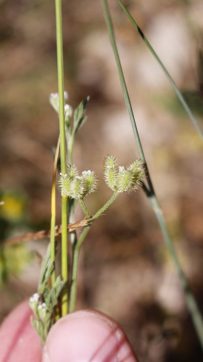 Torilis leptophylla, photographed by Bastien Alegot
