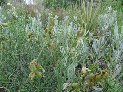 Astragalus pectinatus, photographed by Thomas Koffel