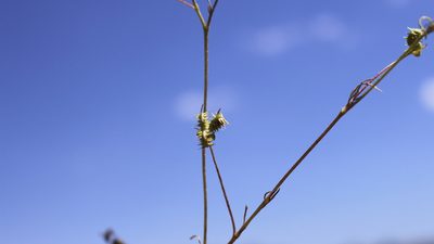 Ranunculus arvensis, photographed by Bastien Alegot