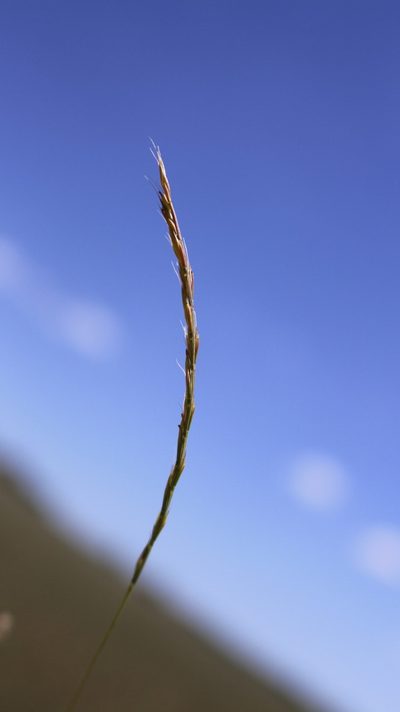 Festuca maritima, photographed by Bastien Alegot