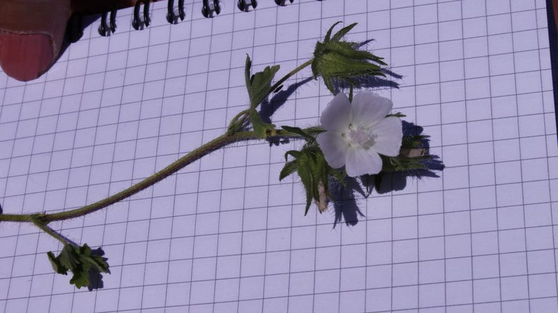 Malva setigera, photographed by Bastien Alegot