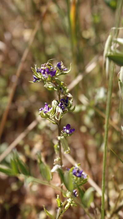 Legousia hybrida, photographed by Bastien Alegot