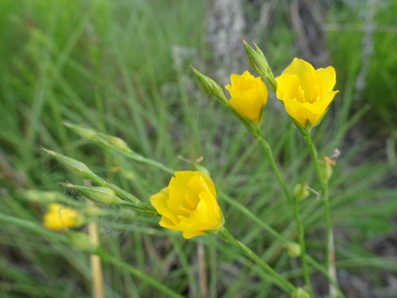 Linum rigidum, photographed by Thomas Koffel