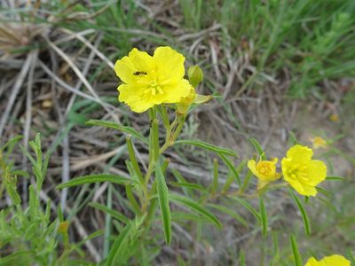 Oenothera serrulata, photographed by Thomas Koffel