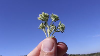 Teucrium rouyanum, photographed by Bastien Alegot