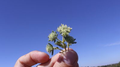 Teucrium rouyanum, photographed by Bastien Alegot