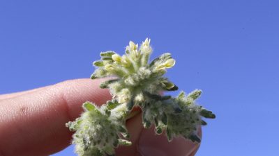 Teucrium rouyanum, photographed by Bastien Alegot