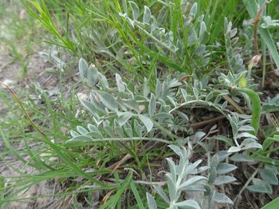 Astragalus missouriensis, photographed by Thomas Koffel