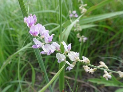 Astragalus gracilis, photographed by Thomas Koffel