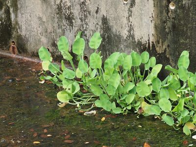 Limnocharis flava, photographed by Cheongweei Gan