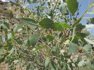 Populus euphratica, photographed by Grzegorz Grzejszczak