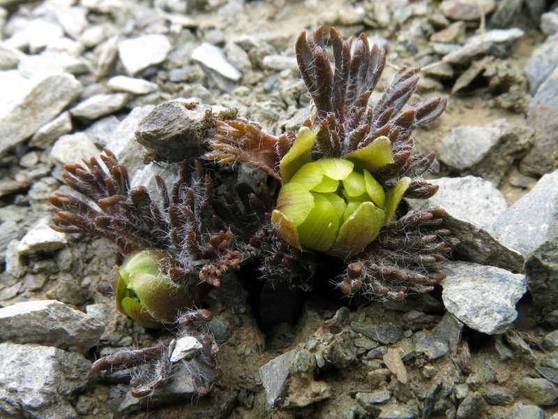 Ranunculus scrithalis, photographed by John Barkla