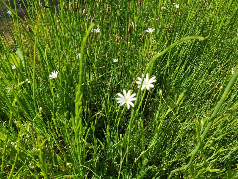 Stellaria palustris, photographed by Tomas Pocius