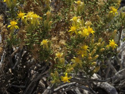 Ericameria nana, photographed by Jim Morefield