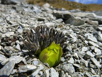 Ranunculus scrithalis, photographed by John Barkla