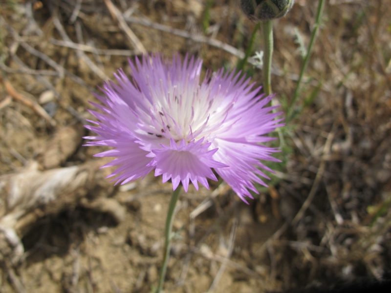 Amberboa moschata, photographed by Grzegorz Grzejszczak