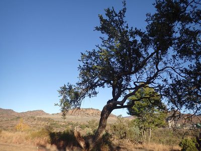 Elaeodendron transvaalense, photographed by Mahomed Desai