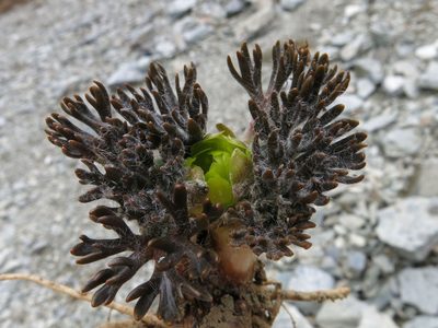 Ranunculus scrithalis, photographed by John Barkla