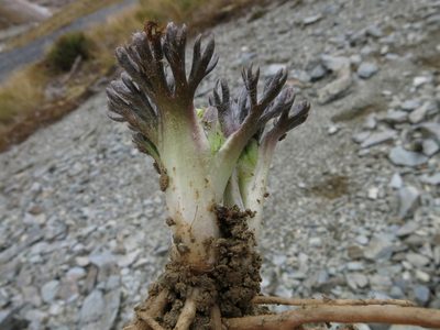 Ranunculus scrithalis, photographed by John Barkla