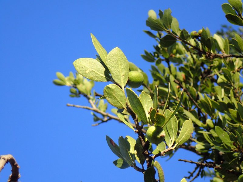 Elaeodendron transvaalense, photographed by Mahomed Desai