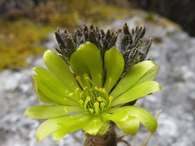 Ranunculus scrithalis, photographed by John Barkla