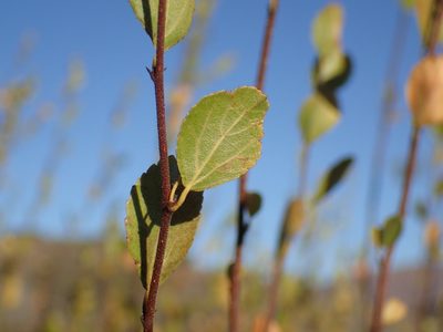 Grewia vernicosa, photographed by Mahomed Desai