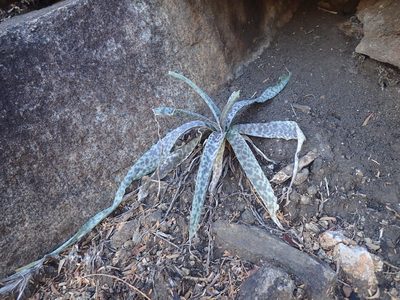 Ledebouria inquinata, photographed by Mahomed Desai