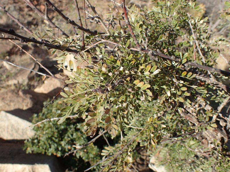 Ormocarpum kirkii, photographed by Mahomed Desai