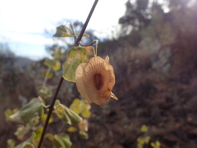 Triaspis glaucophylla, photographed by Mahomed Desai