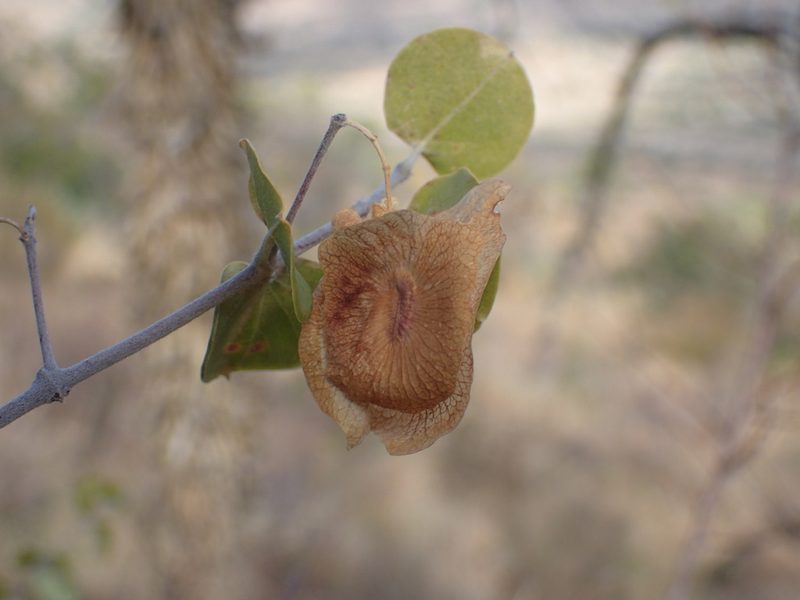 Triaspis glaucophylla, photographed by Mahomed Desai