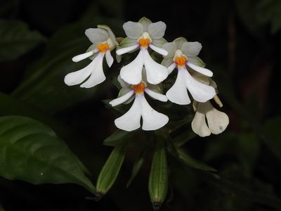 Calanthe alismifolia, photographed by Jacy Chen
