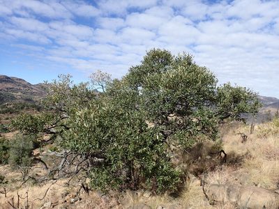 Ozoroa sphaerocarpa, photographed by Mahomed Desai