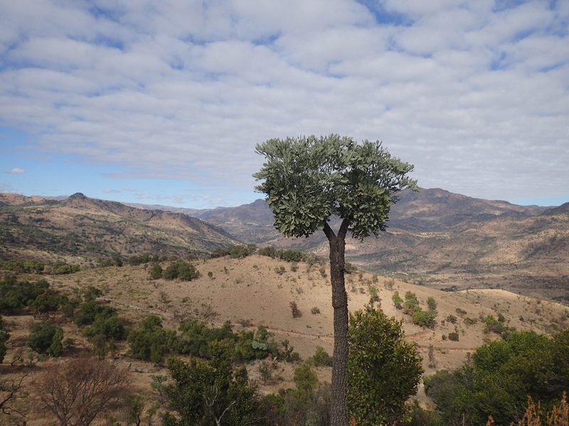 Cussonia transvaalensis, photographed by Mahomed Desai