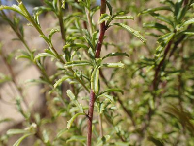 Jamesbrittenia macrantha, photographed by Mahomed Desai