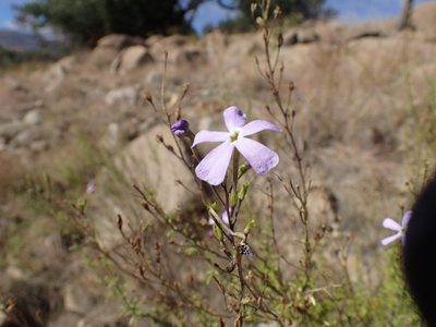 Jamesbrittenia macrantha, photographed by Mahomed Desai