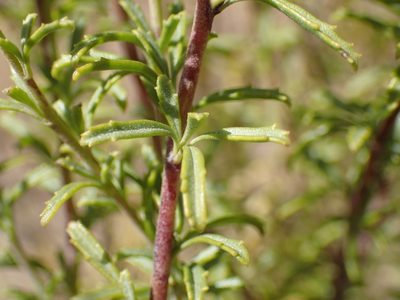 Jamesbrittenia macrantha, photographed by Mahomed Desai