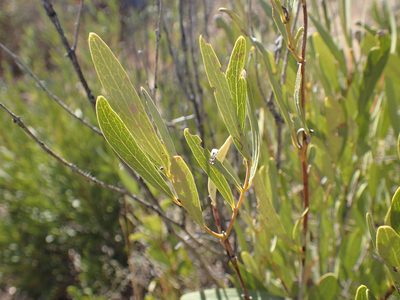 Euclea sekhukhuniensis, photographed by Mahomed Desai