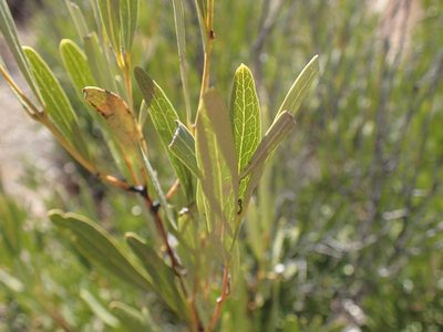 Euclea sekhukhuniensis, photographed by Mahomed Desai