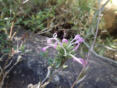 Dicliptera clinopodia, photographed by Mahomed Desai
