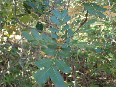 Hippobromus pauciflorus, photographed by Mahomed Desai