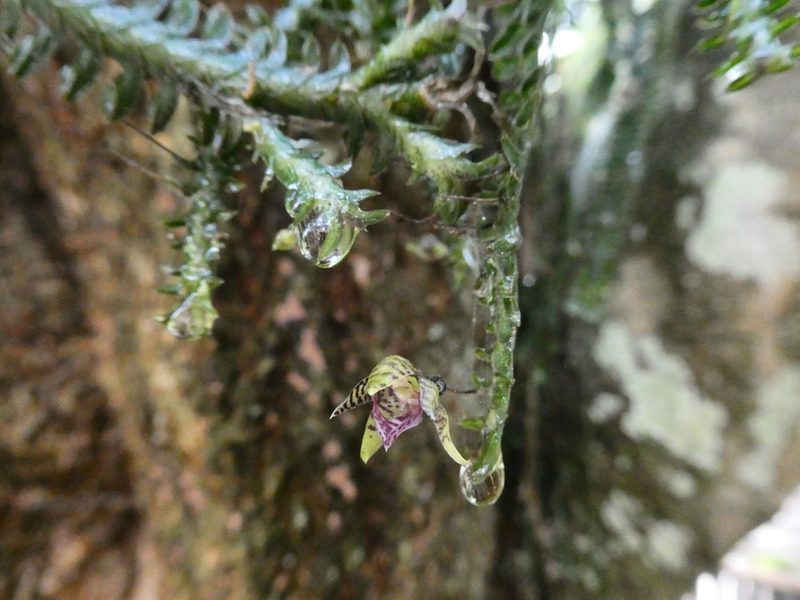 Dichaea neglecta, photographed by kfa
