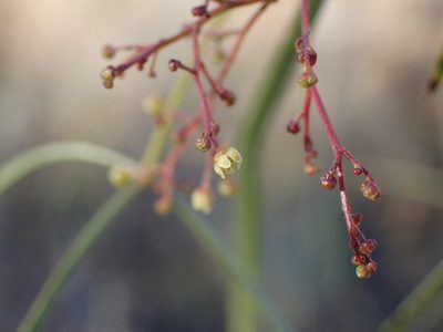 Searsia keetii, photographed by Mahomed Desai