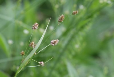 Luzula pallescens, photographed by Liubov Ilminska